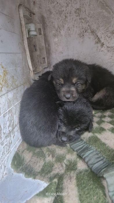 Срочно нужен дом щенкам