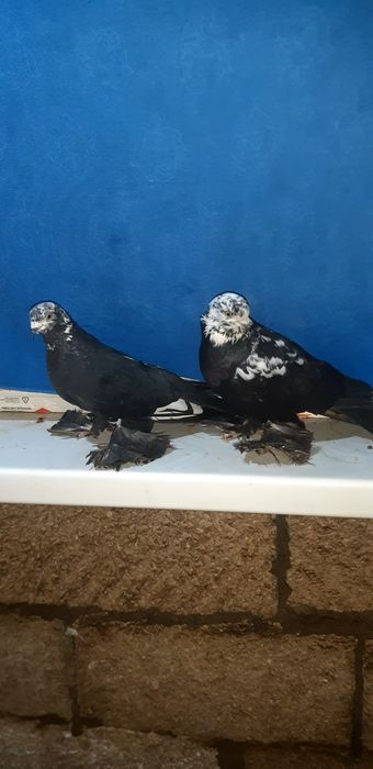 Продаются несколько пар