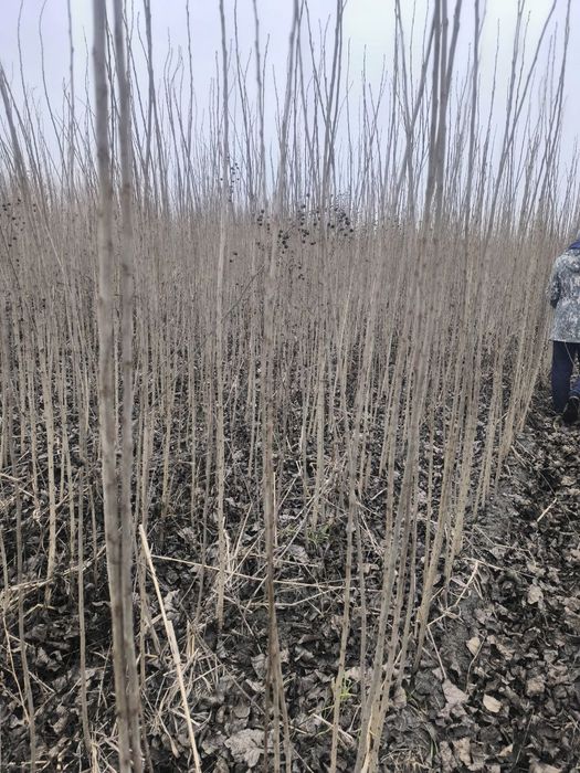 Терак кўчат. Terak ko‘chat