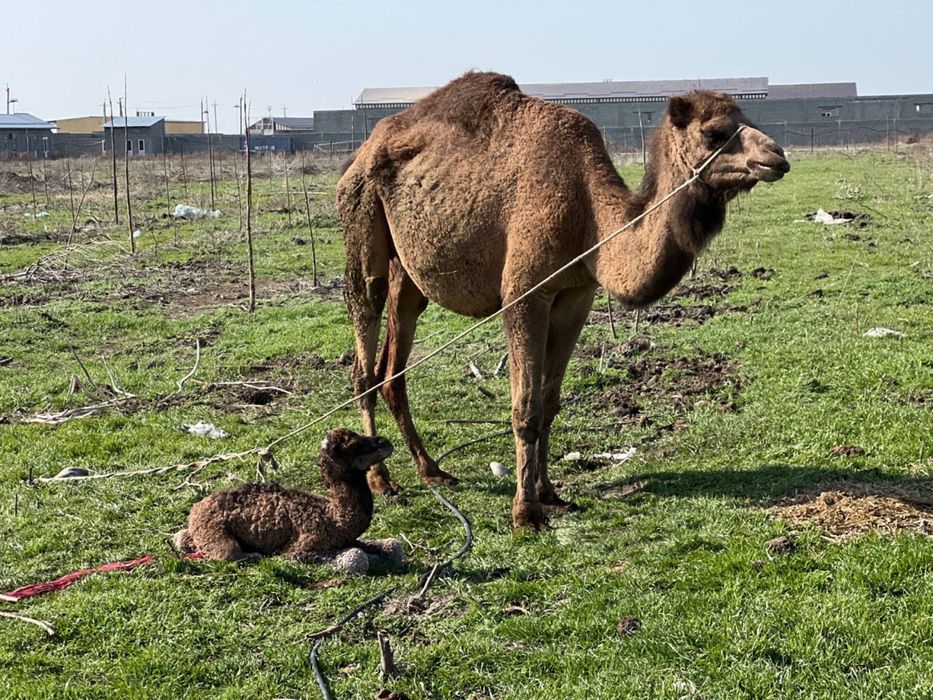 Ishda rus pornosini tomosha qiling