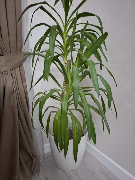 Комнатные цветы разные