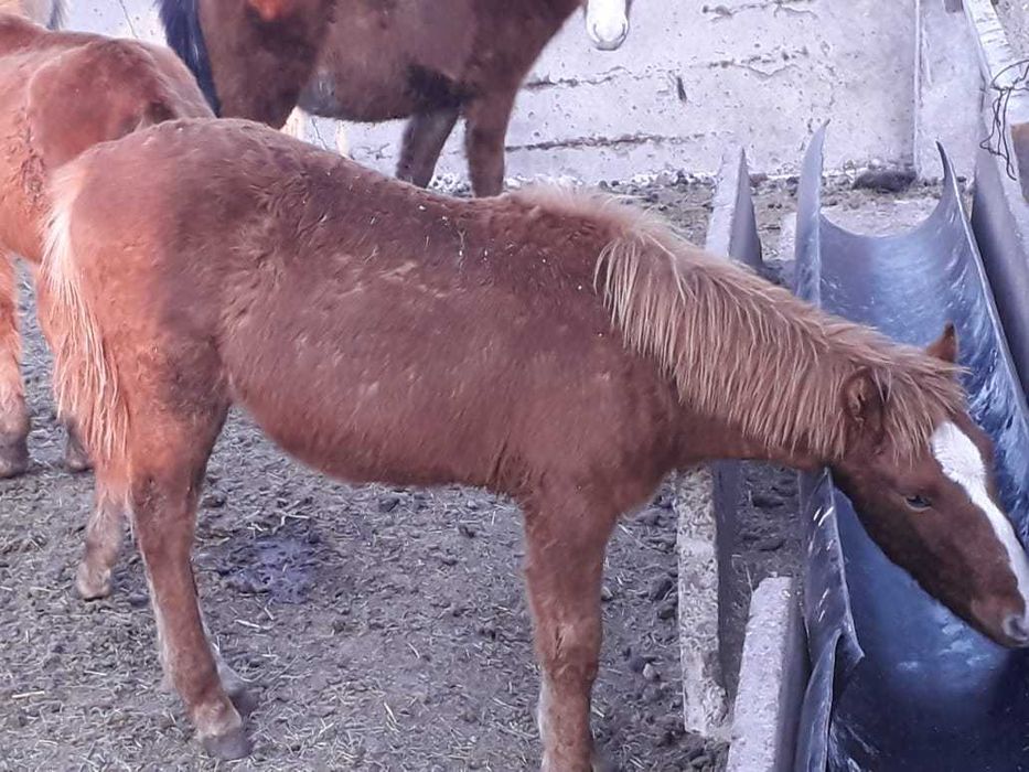 Продаётся согым конина