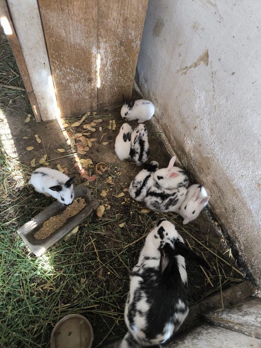 Iepurași mici de vânzare