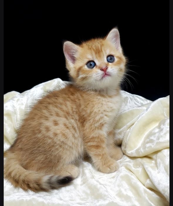 Британские  девули.пареньки.