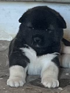 Щенки американской акиты