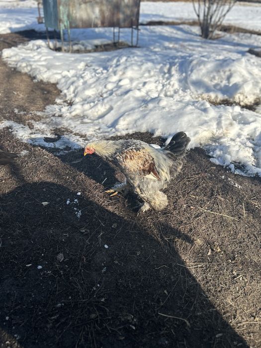 Продам трех петухов