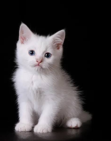 Турецкая Ангора котята