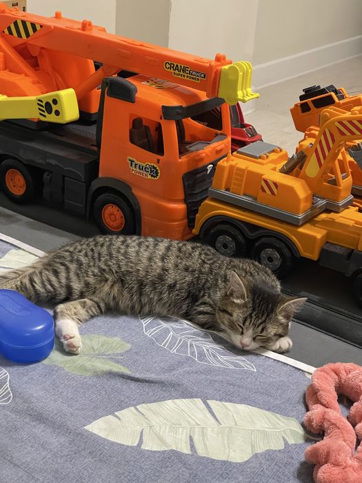 Отдам в добрые руки котенка