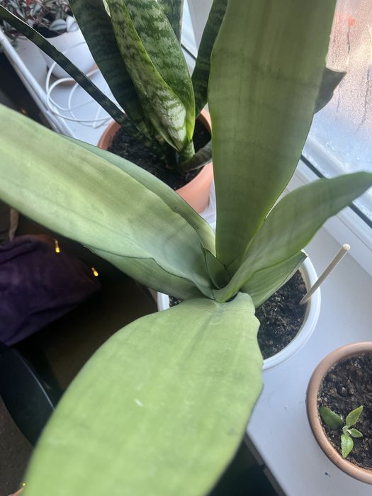 Диффенбахия каждая 6000 и 8.000