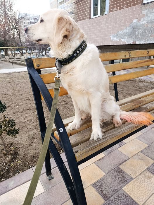 Продается Голден ретривер