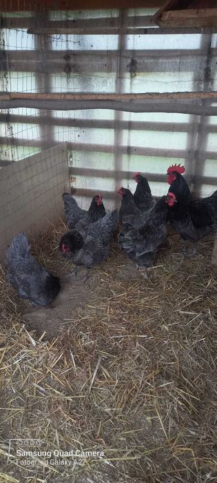 Oua pt incubat rasa austrolorp