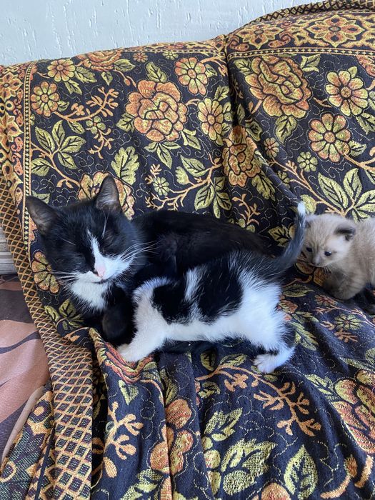 Отдам котят в добрые руки