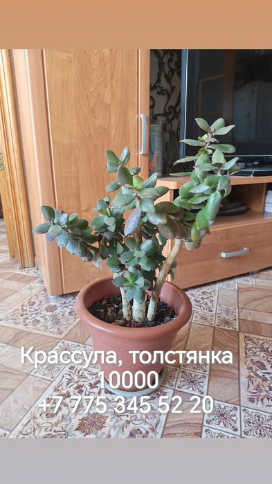 Комнатные растения