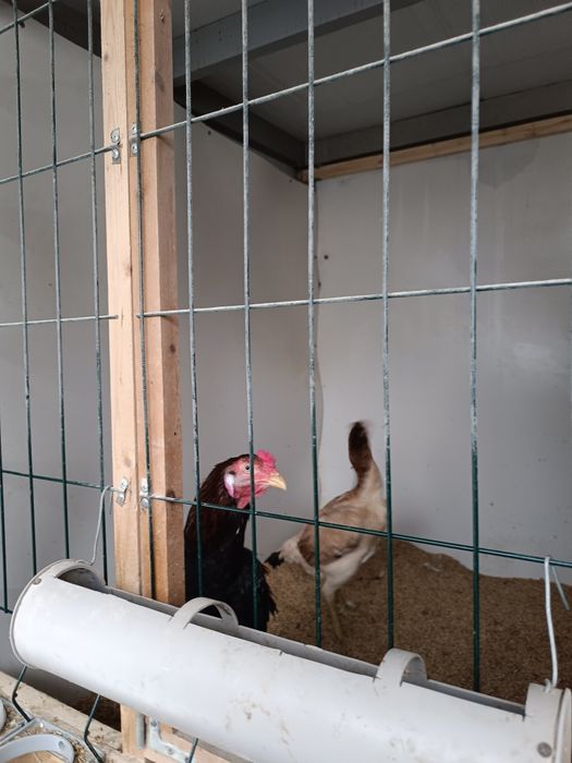 Oksana jo'ja xo'roz makiyon