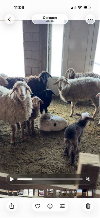 Овцы с ягнятами