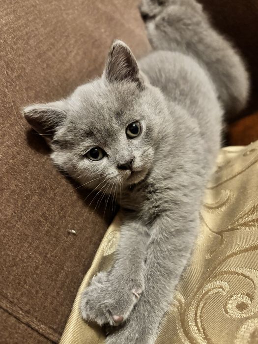 Baietel British shorthair