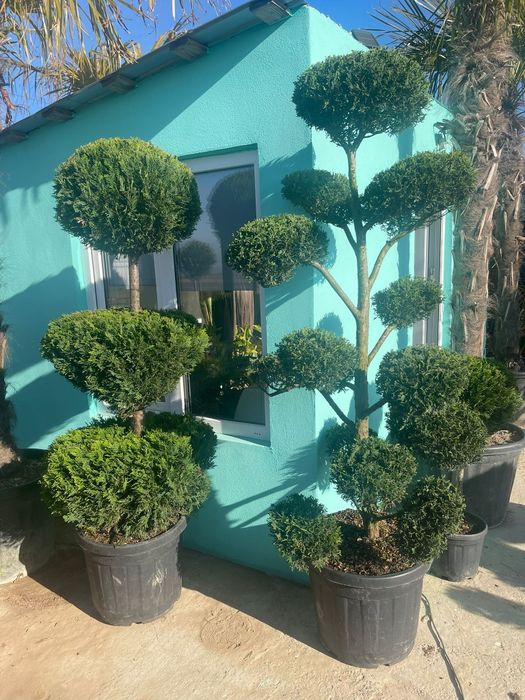 Pepiniera proprie plante ornamentale