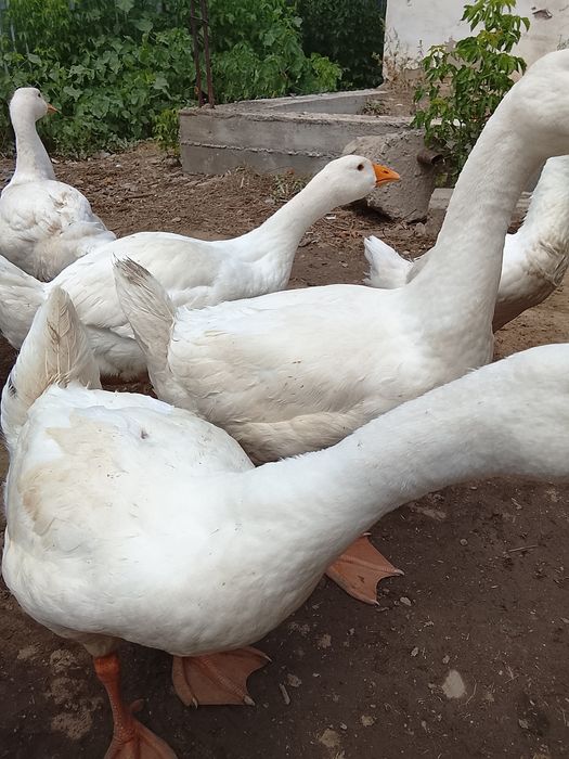 Продам гуси Линда