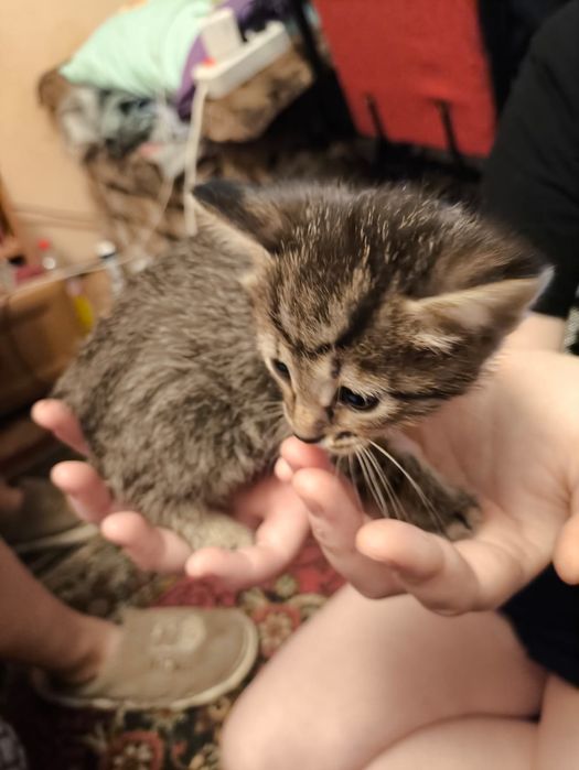 Отдам бесплатно  котёнка