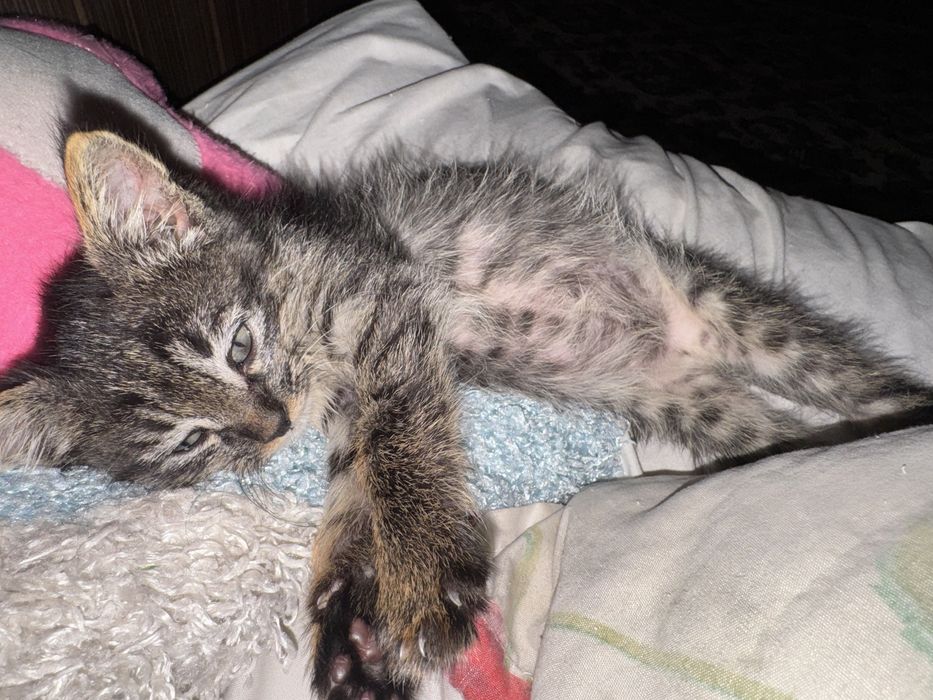 БЕСПЛАТНО отдаю котенка