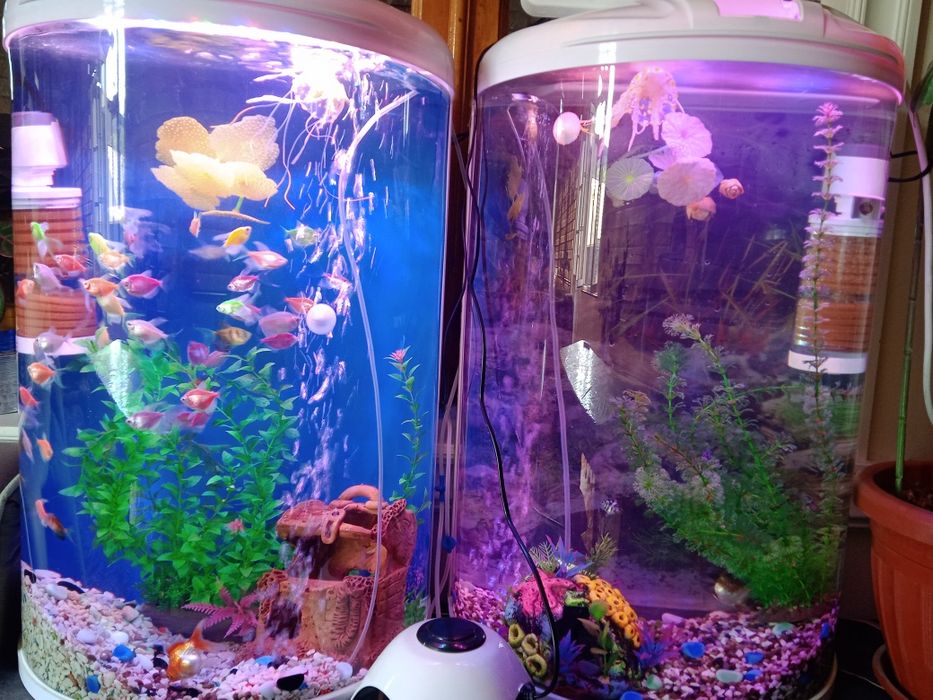 Akvarium va baliqlar bilan