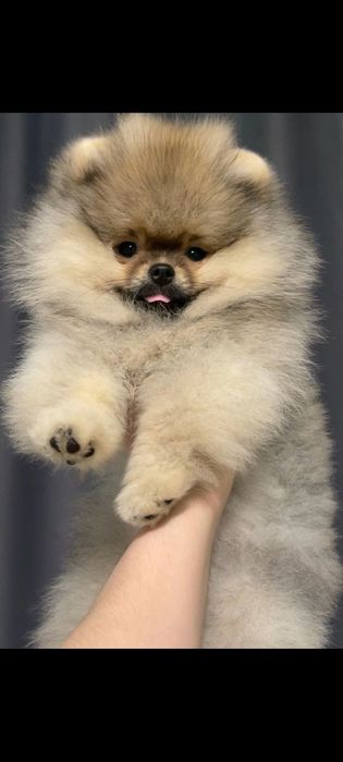 Померанский шпиц щенки