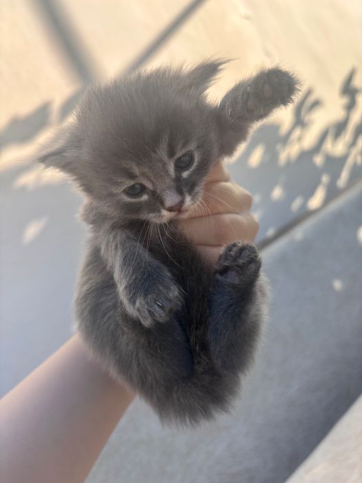 Котята бесплатно в добрые руки