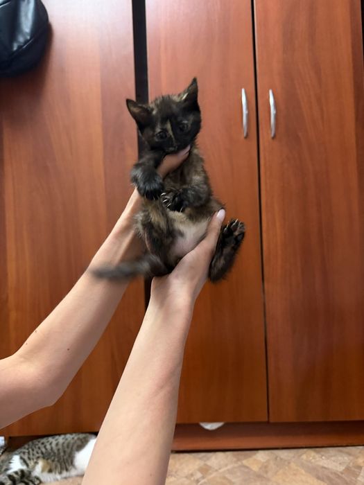 Котята в поисках родителей