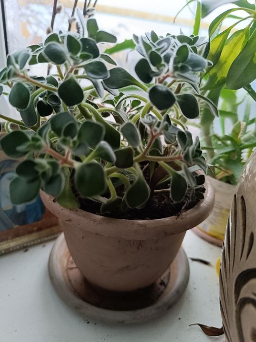 Комнатные цветы продаются