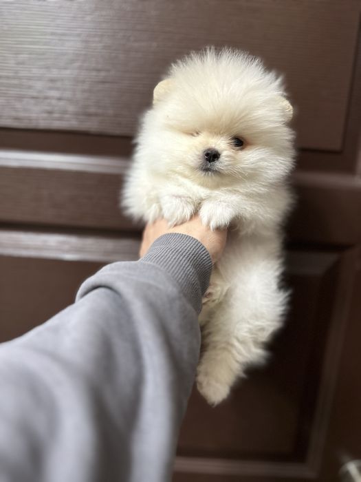 Мини- Померан.