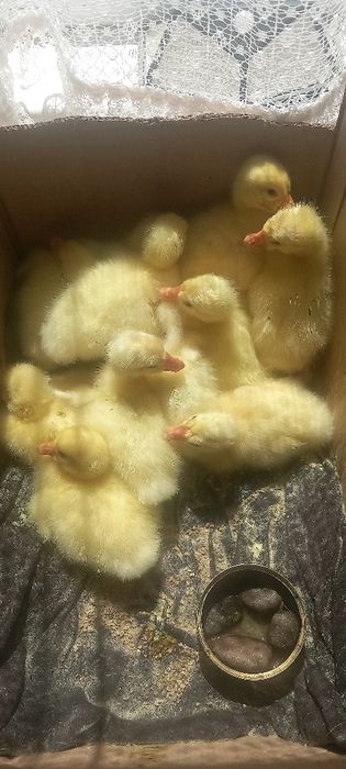 Boboci de gâsca leşeasca