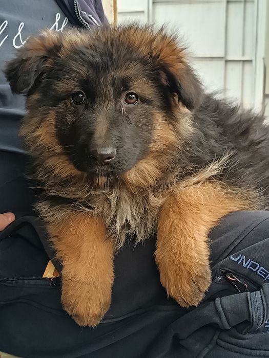 Немецкая длинношерстная овчарка