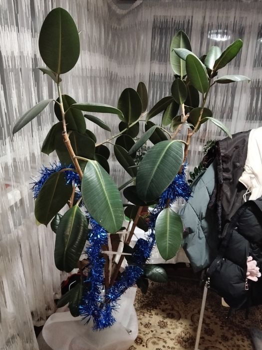 Фикус  каучуконосный