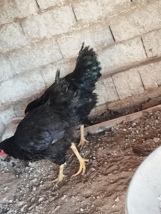 Xoroz joʻja 5 oyli 2 ta 150 mingdan qora shahzoda kelishamiz