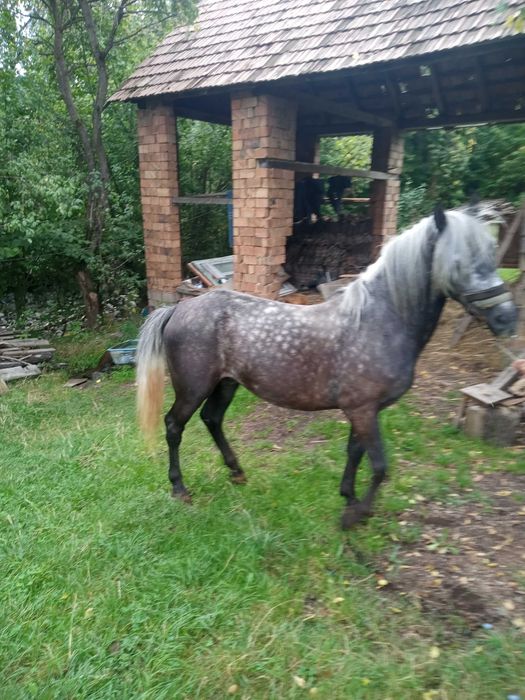 Cal de vânzare din rasa lipițan
