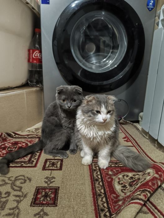 Котята срочно продается