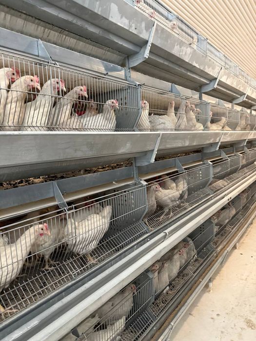 120 кунлик тугишни бошлаган сенди жужалар сотилади нархи 70минг донаси