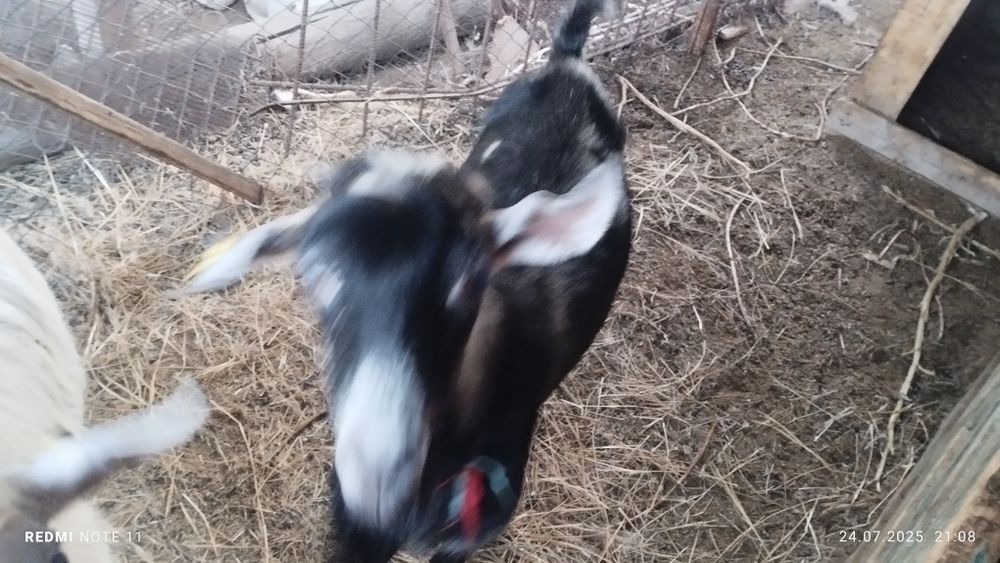 Теке альпийская.