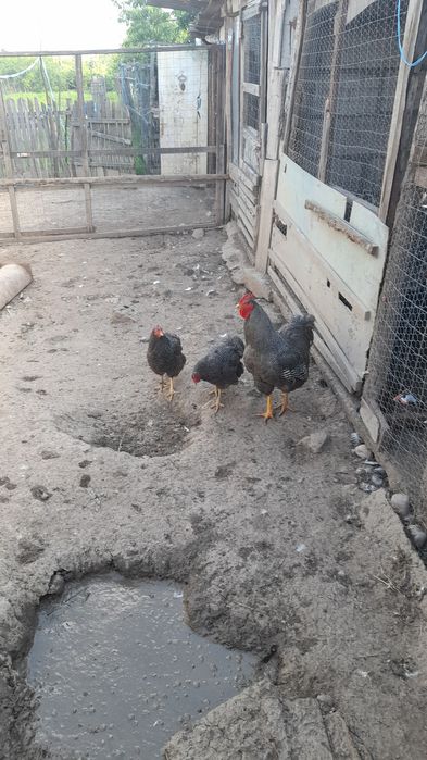 Vhnd 2 gaini si un cocos roc barat cocosu 200 lei si gaina 150 lei