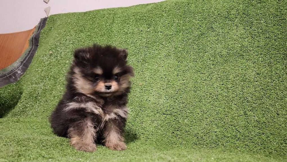 Померани пухови сладури