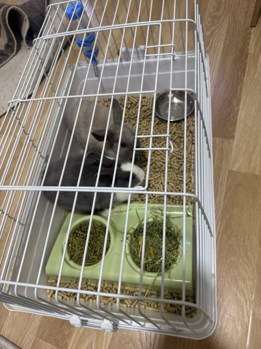 quyon zoti karlikiviy qafasi bilan sotiladi