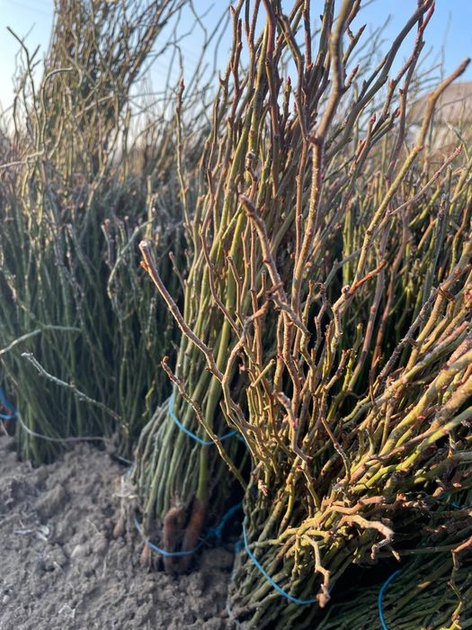 Puieti maces 30 50cm gladita roscov 40 50 cm