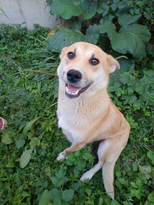 Ит күшіктерімен (7шт)