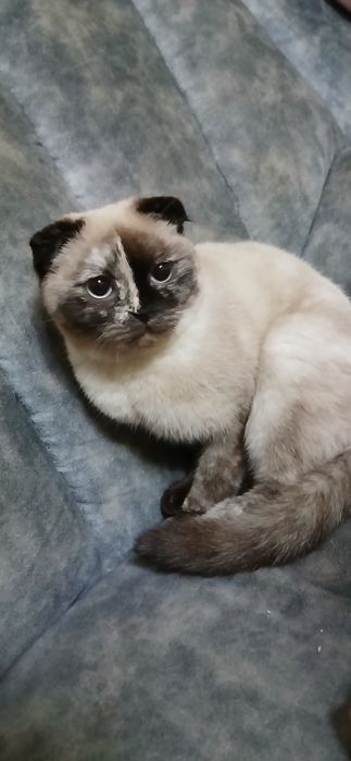 Мушук скотиш фолд