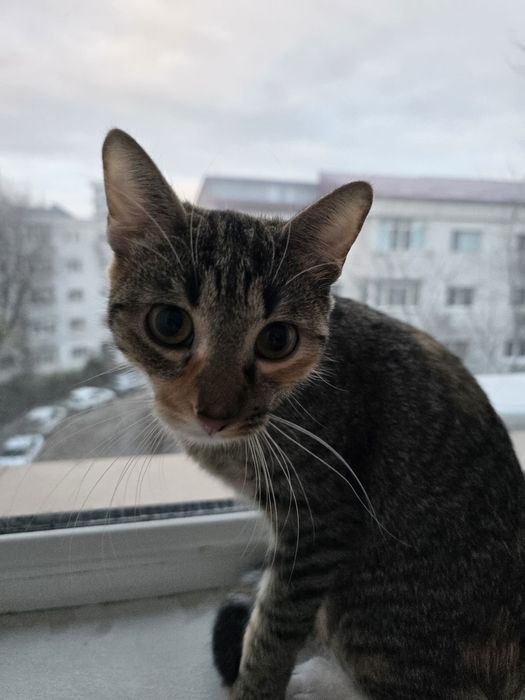 Donez o fetita in varta de 7 luni