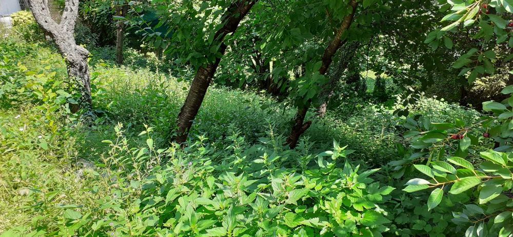 Косене ,почистване и поддържане на дворове ,лозя,ливади ,райгас