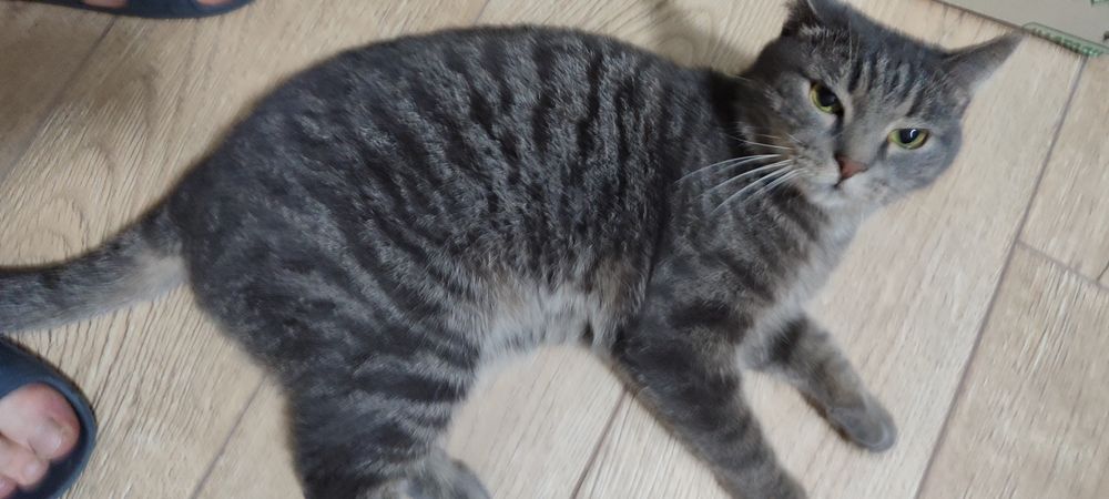 Отдам кота в хорошие руки