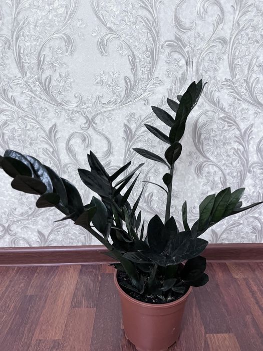 Комнатные растения