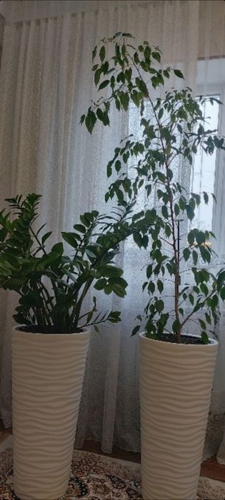 Продам комнатные растения