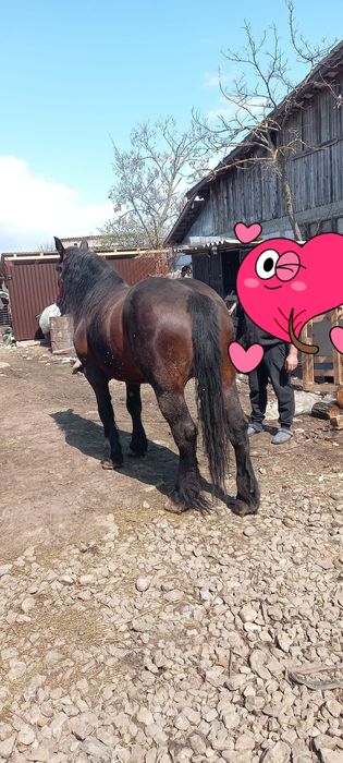 Iapa de 5 ani foarte cuminte nu sperie. de mașini